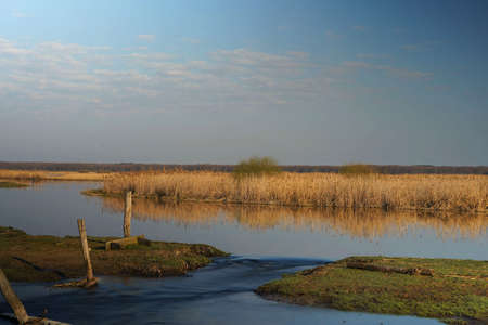 A spring morning by the Biebrza River, posts from a destroyed fence, river water flowing onto a meadow, an April landscapeの写真素材