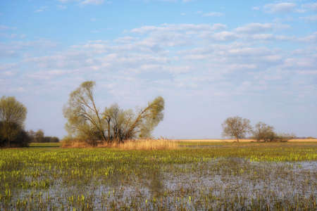 Spring morning over the Biebrza floodplains, willows and fresh grass on a flooded meadow, April landscapeの写真素材