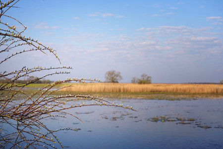 Spring morning over the Biebrza floodplains, catkins on willow twigs, a symbol of spring and Easter, April landscapeの写真素材