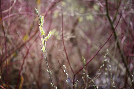 Leaf buds and catkins on willow branches, close-up and bokeh, early spring colorsの写真素材
