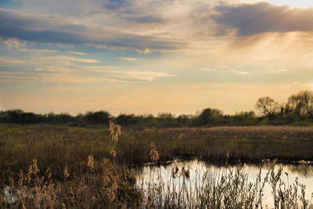 Early spring on the Biebrza marshes, water, reeds, clouds and sky, April landscape, copy spaceの写真素材