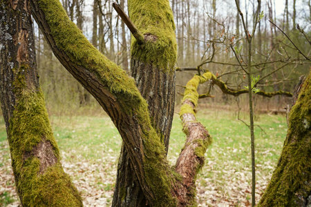 Early spring at Biebrza, a tree covered with moss, on the edge of the forest
