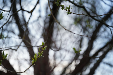 Early spring on the Biebrza Marshes, young willow leaves on the branches against the background of tree branches, bokeh, copy spaceの写真素材