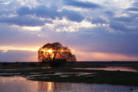April sunset seen through willow branches, early spring landscape over Biebrza River, tree, sun, water and cloudsの写真素材