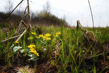 Early spring on the Biebrza swamp, marsh marigolds blooming in young grass, April nature, close-up, copy space, detailの写真素材