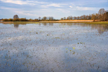 Spring floodplains at Biebrza, evening walk among meadows, marsh marigolds and water, landscapeの写真素材