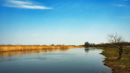 Colors of early spring by the Biebrza River, a lonely willow, grass and reeds, April landscapeの写真素材