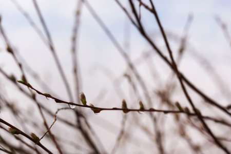 Drops between willow catkins, leafless branches, early spring, blurred background and copyspaceの写真素材