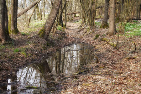 April in the Biebrza valley, a puddle and blooming anemones, the bottom of an early spring forestの写真素材