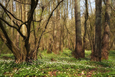 Early spring alder forest, April anemones on the forest floor, sunny day among the treesの写真素材
