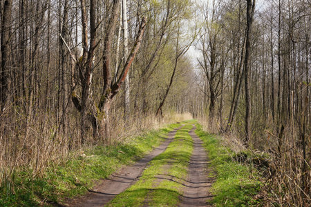 Early spring on the marshes, April in the Biebrza valley, road through the marshy forest, light and shadow, sunny landscapeの写真素材