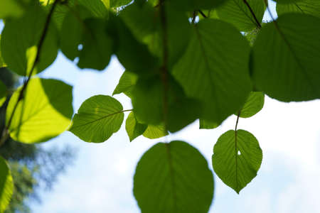 Viburnum alnifolium, leaves seen from below against sky, bokeh, copy spaceの写真素材