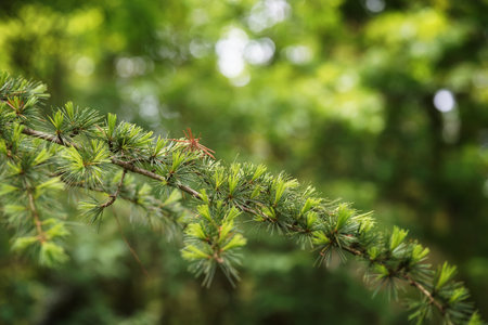 Lebanese cedar branch, young spring needles, fresh green, close-up