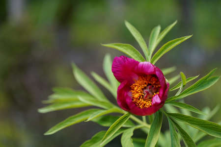 Interior of peony flower, close-up of spring flower, petals, leaves and bokehの写真素材