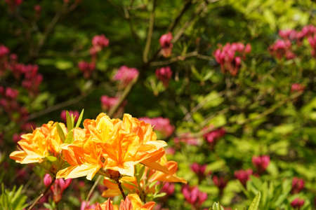 Rhododendron, yellow flower on forest background, blurred background, bokeh and copy spaceの写真素材