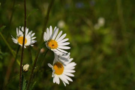 White spring flowers, spring daisies, light and shadow, close-up and bokehの写真素材