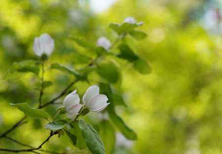 Quince, Cydonia oblonga, spring white flowers and fresh leaves, blurred background, bokeh and copy spaceの写真素材
