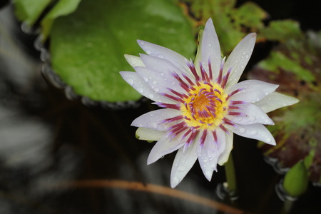 the lotus is whiteの写真素材