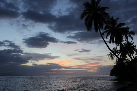 Tropical Sunset in Maui, Hawaii with Palm Trees