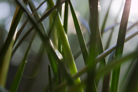 green grass in groundの写真素材