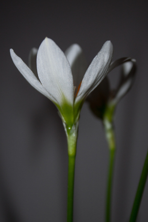 white flower plant in potの写真素材