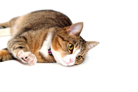 small snoopy kittyの写真素材