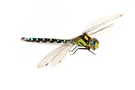 Green dragonflyの写真素材