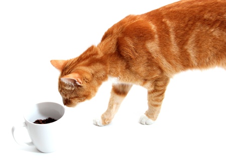 tabby tom cat and cupの写真素材