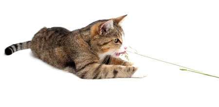 little cat and the blade of grassの写真素材