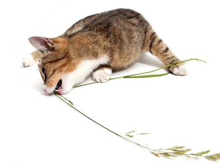 little cat and grassの写真素材