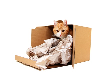 tomcat in cardboardの写真素材