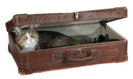 snoopy pet in antiquarian caseの写真素材
