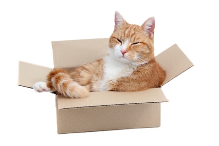 relaxing cute tomcat in boxの写真素材