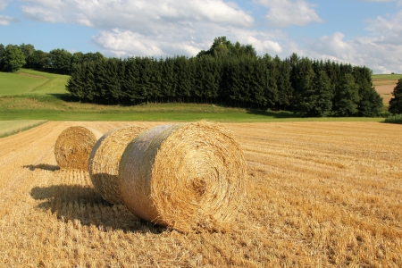 bale of straw in front of forestの写真素材