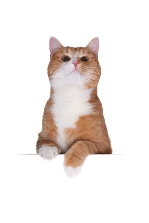 cute cat behind cardboardの写真素材