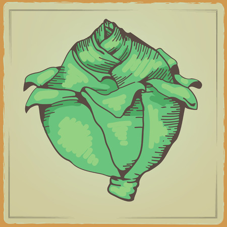 Vegetable organic food cabbage. Color Vector illustration. Head of cabbage. Cabbage cartoon isolated illustration. Vector color illustration of engraving cabbageのイラスト素材