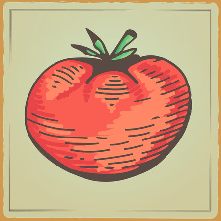 Vegetable organic food tomato. Outline Vector illustration tomato. Tomato cartoon image in a hand draw style. Vector Illustration in a Engraving style on Vintage backgroundのイラスト素材