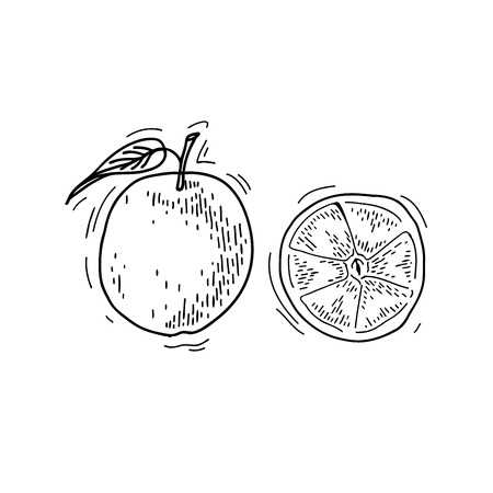 Freehand drawing fruit. Vector illustration. Fruits. Vector fruits at engraving style. Hand drawn illustrations of fruits. Fruit in sketch style. Vector orangeのイラスト素材
