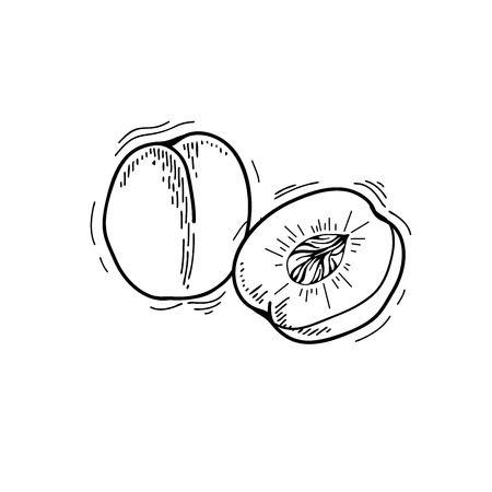 Freehand drawing fruit. Vector illustration. Fruits. Vector fruits at engraving style. Hand drawn illustrations of fruits. Fruit in sketch styleのイラスト素材