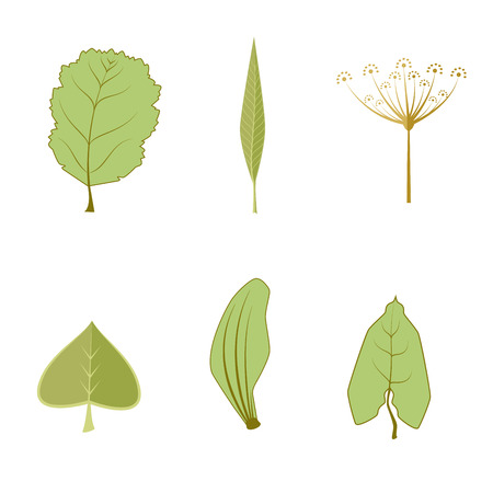 Collection of leaves and branches. set of Herbarium of the different leaves and branches. Collection of leaves. leaves on isolated backgroundのイラスト素材