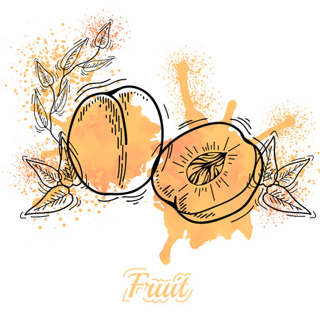 Watercolor drawing fruit. Vector illustration. Fruits. Vector fruits at engraving style. Hand drawn illustrations of fruits. Fruit in sketch styleのイラスト素材