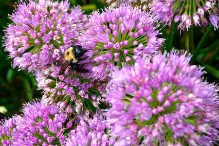Bee gathering pollen on pink flowers