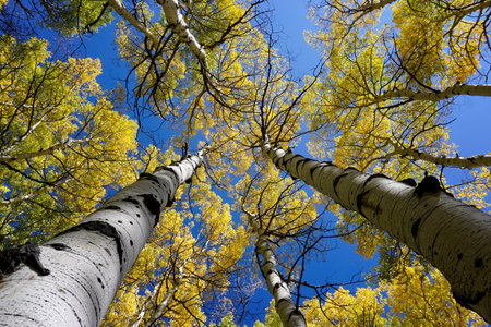 View up an aspen tree trunk towards the sky showing fall color.