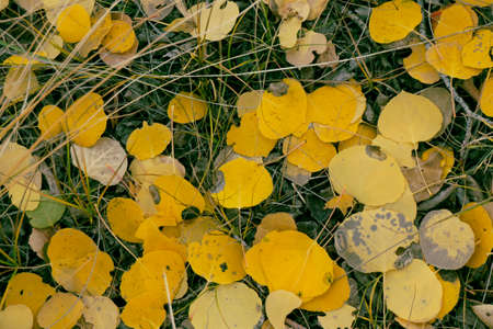 Yellow aspen leaves on the groundの写真素材