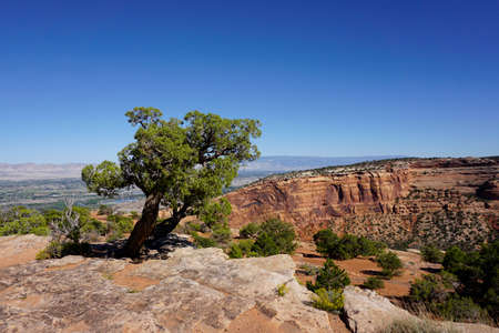 A lone Juniper tree in Colorado National Monumentの写真素材