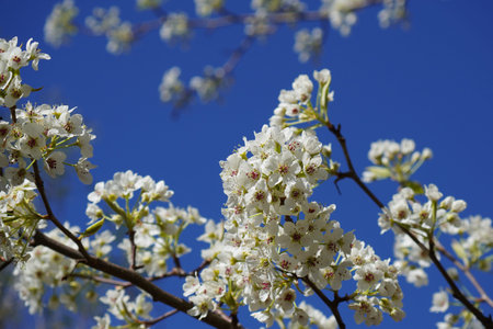 Branches of pear tree with blossoms against a blue sky background