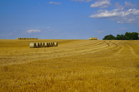 Row of round bales of straw in a row in a wheat field post harvest under a blue sky