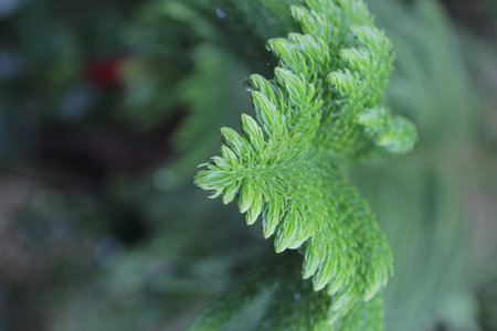 close up leaves of pine tree