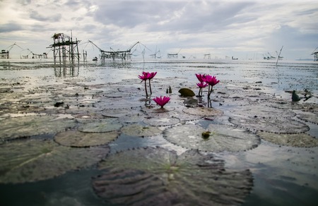 morning in lake with lotus and  fish trap machineの写真素材