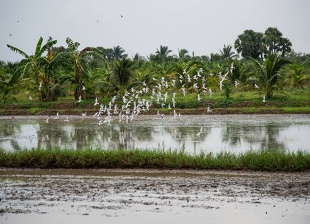 group of migration seagulls bird  are flying over rice farmの写真素材